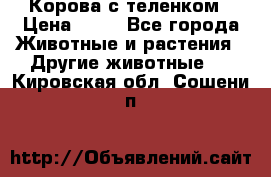Корова с теленком › Цена ­ 69 - Все города Животные и растения » Другие животные   . Кировская обл.,Сошени п.